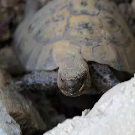 In With Sea Views, Terrace, Air Conditioning, Wifi 3615-5