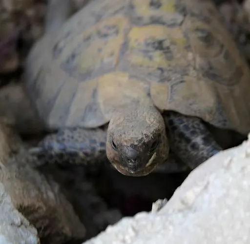 In With Sea Views, Terrace, Air Conditioning, Wifi 3615-5