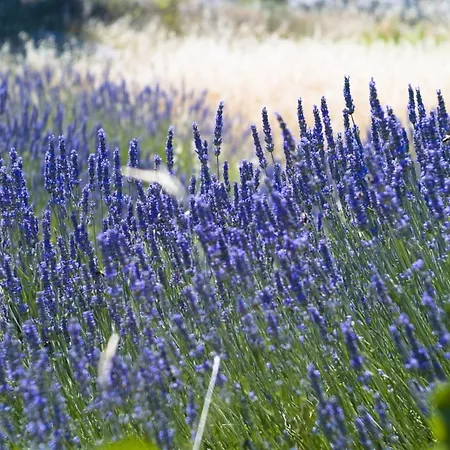 Appartamento In With Sea Views, Terrace, Air Conditioning, Wifi 3615-5 Hvar Town